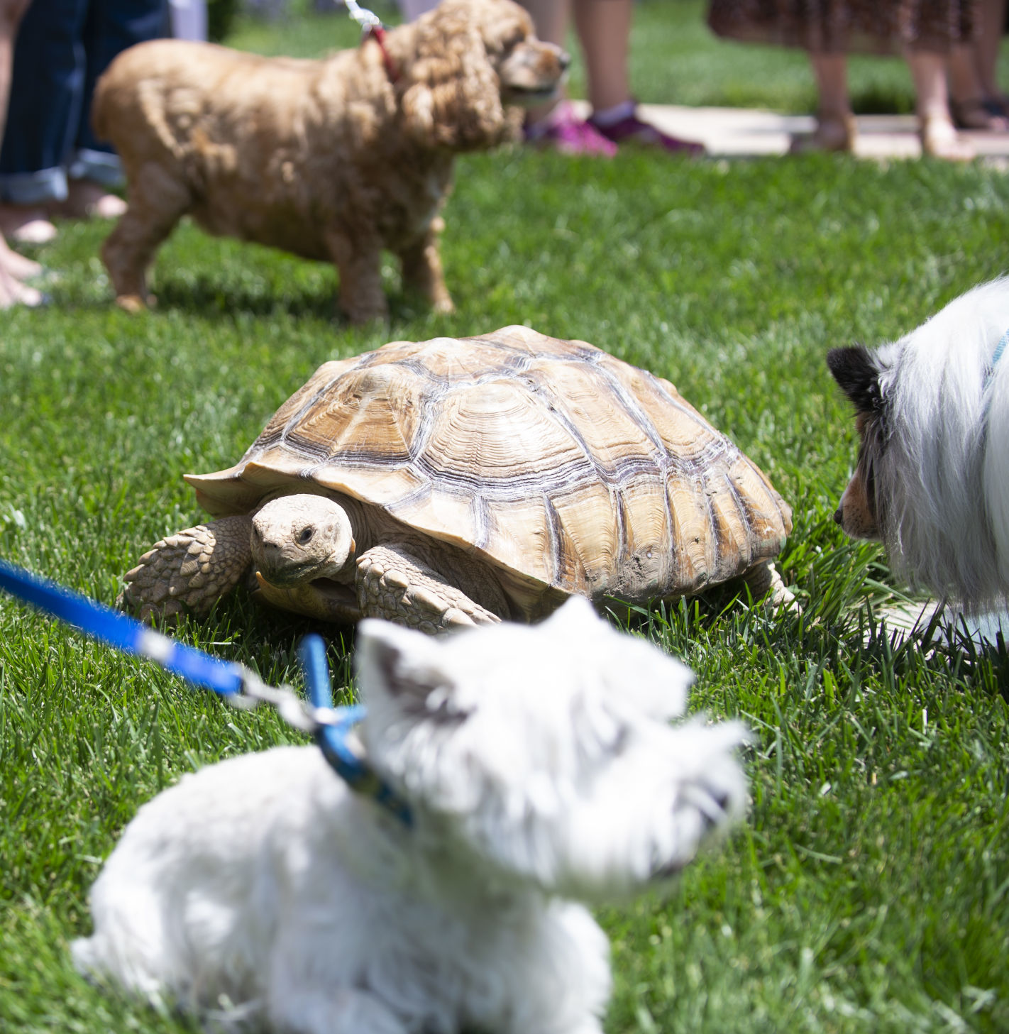Animal Blessing at First-Plymouth Congregational Church, 6.2